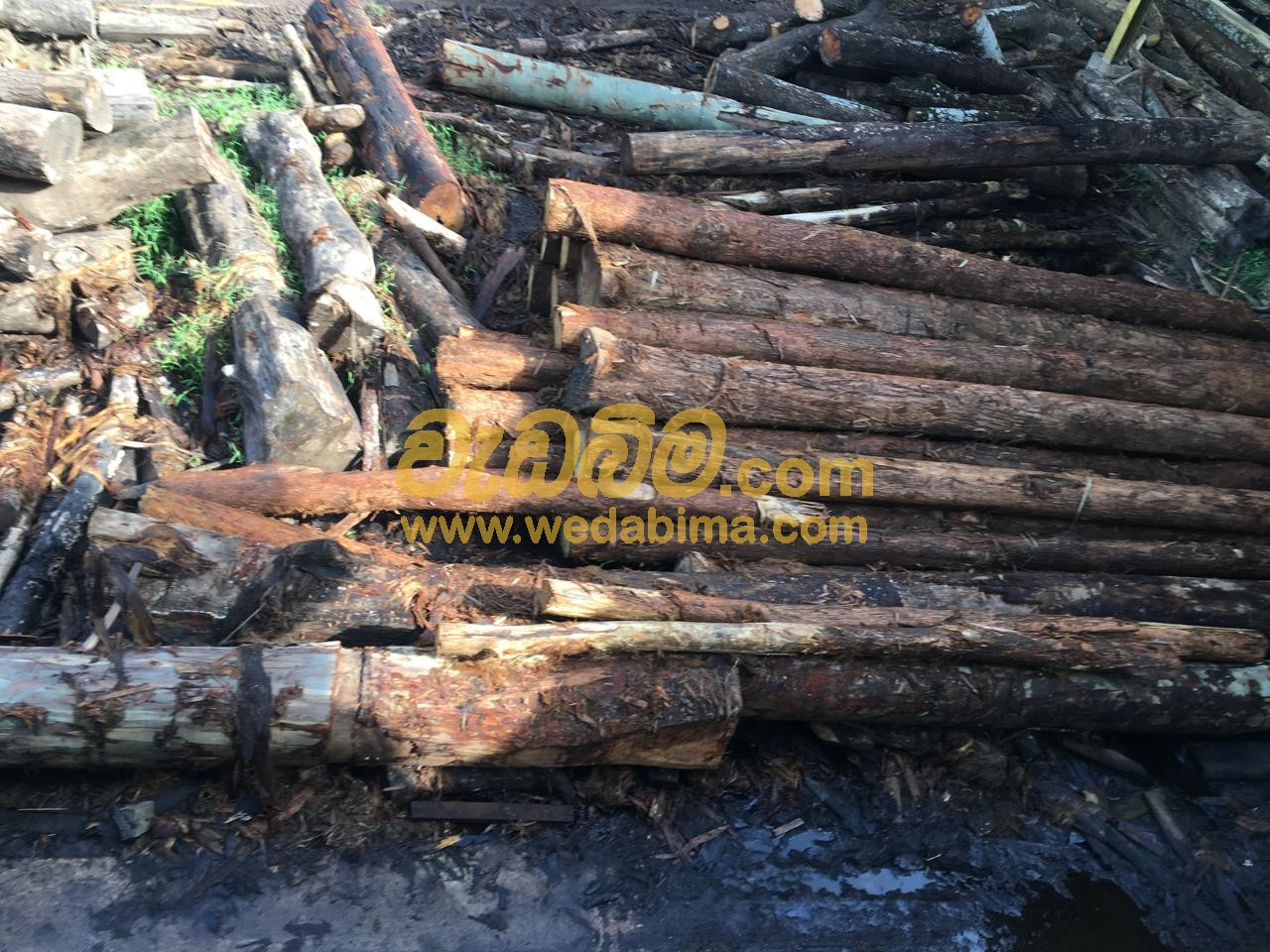 Mahogany Wood price in gampaha