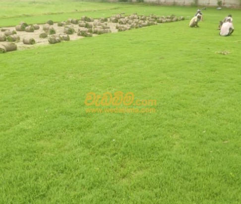 Australian Grass Price In Weliweriya