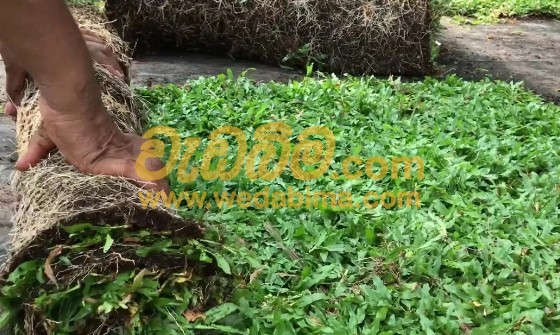 Malaysian grass in Colombo price