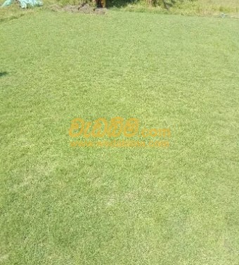 Malaysian grass supplier in Weliweriya