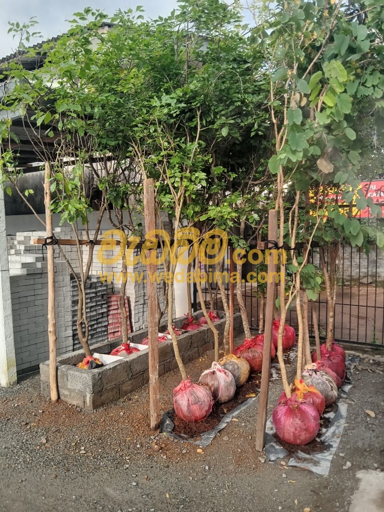 Root ball trees for sale and Installation In Sri lanka