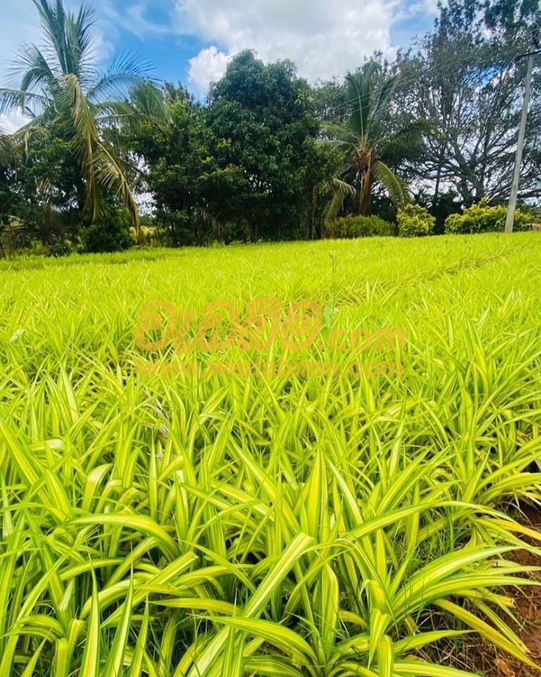 ornamental grass landscape design in sri lanka