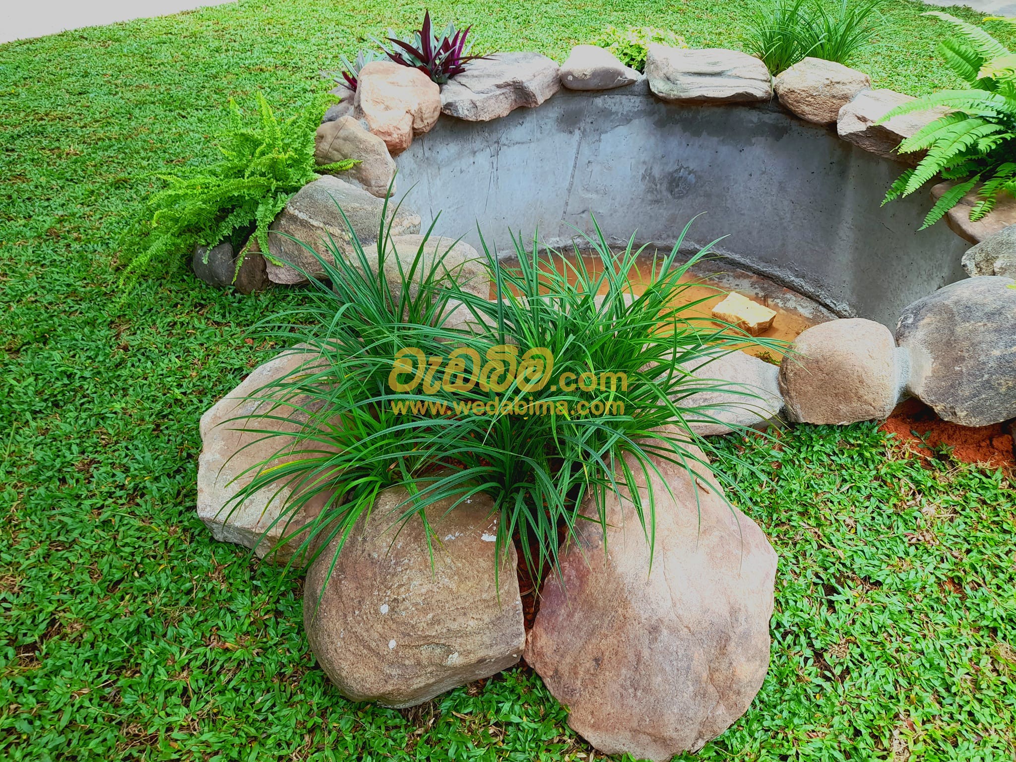 Best grass suppliers in Colombo in Sri Lanka