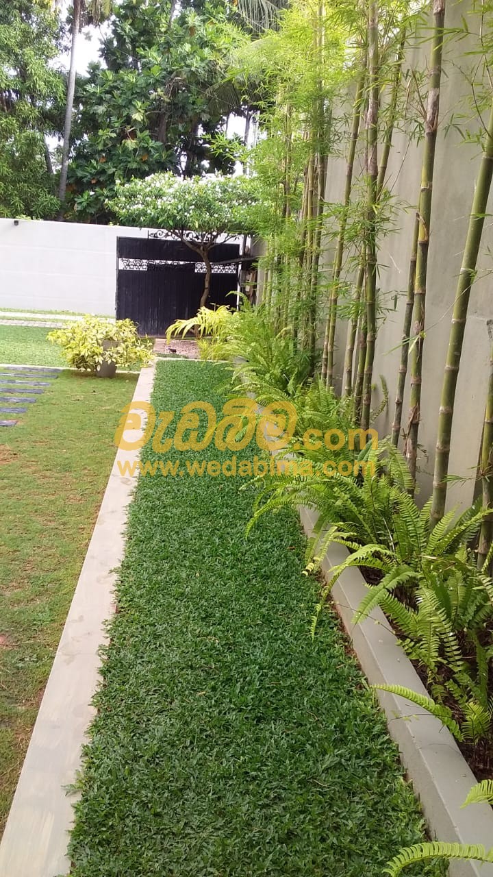 Grass suppliers in Sri lanka