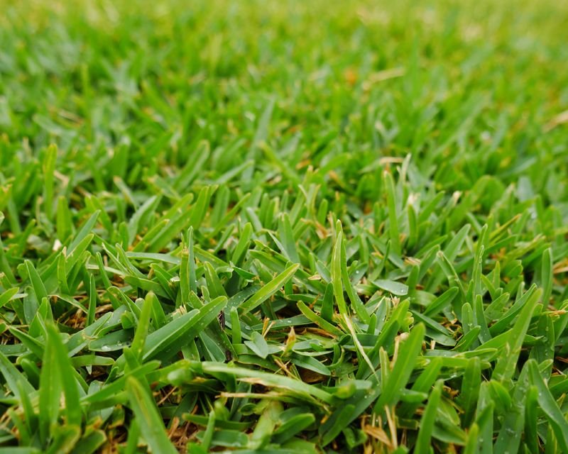 Buffalo grass price in Kaduwela Sri Lanka