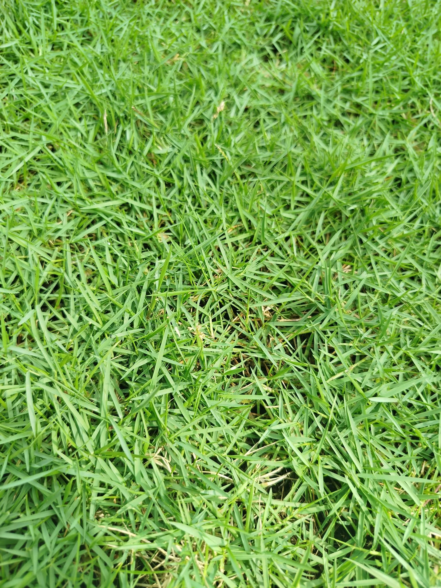 Other image 202609/bermuda-grass-colombo-wedabima-9f87ecd8a8.jpg